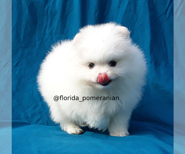 Medium Photo #8 Pomeranian Puppy For Sale in PALM BCH GDNS, FL, USA