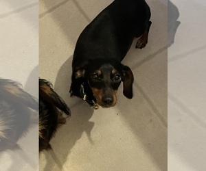 Mother of the Dachshund puppies born on 08/23/2025