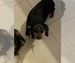 Small Photo #1 Dachshund Puppy For Sale in CROSSVILLE, TN, USA