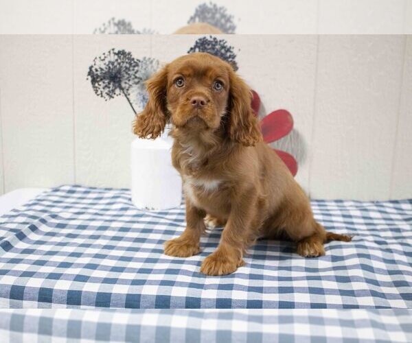 Medium Photo #1 Cavalier King Charles Spaniel Puppy For Sale in MILLERSBURG, OH, USA