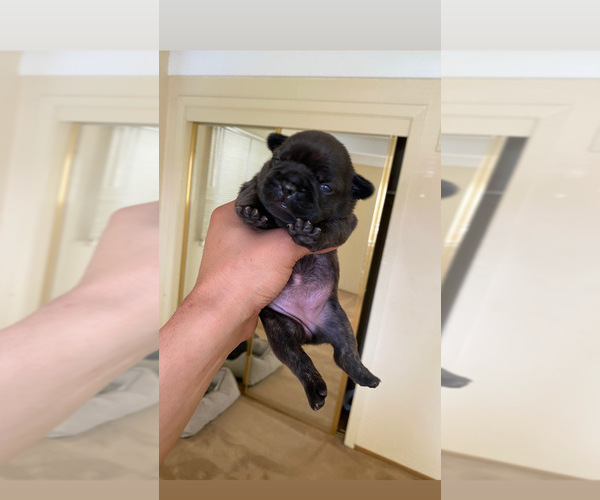 Medium Photo #9 French Bulldog Puppy For Sale in LOS ANGELES, CA, USA