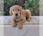 Small Golden Retriever