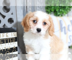 Cavachon Puppy for sale in MOUNT VERNON, OH, USA