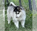 Small Photo #1 Alaskan Klee Kai Puppy For Sale in MOUNTAIN HOME, ID, USA