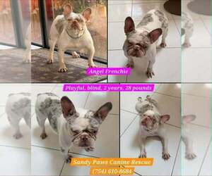 French Bulldog Dogs for adoption in Plantation, FL, USA