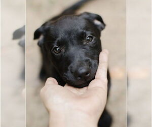 Labrador Retriever-Unknown Mix Dogs for adoption in Brewster, NY, USA