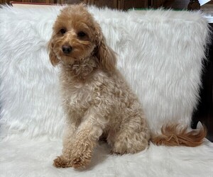 Mother of the Goldendoodle (Miniature) puppies born on 08/10/2025