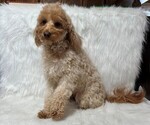 Small Photo #1 Goldendoodle (Miniature) Puppy For Sale in WITHEE, WI, USA
