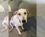 Small #8 Jack Russell Terrier Mix