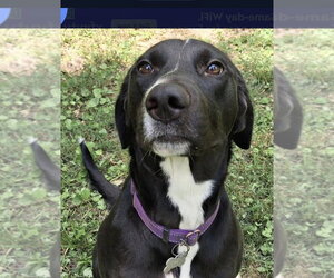 Labrador Retriever-Unknown Mix Dogs for adoption in Boston, MA, USA