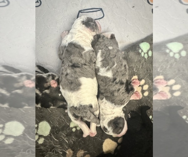 Medium Photo #44 Aussiedoodle-Bernedoodle Mix Puppy For Sale in BELTON, SC, USA