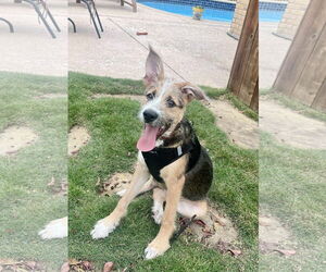 Airedale Terrier-Unknown Mix Dogs for adoption in Dallas, TX, USA