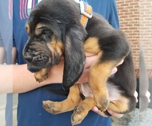 Bloodhound Puppy for sale in GRENADA, MS, USA