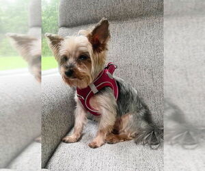 Mutt Dogs for adoption in Allentown,, PA, USA