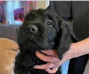 Labradoodle Puppy for sale in KANSAS CITY, MO, USA