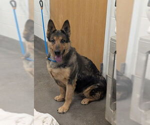 German Shepherd Dog Dogs for adoption in Forestville, MD, USA