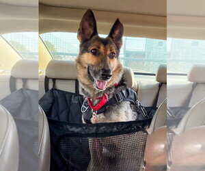Klara - Female German Shepherd Dog Dog for Adoption - Photo #5