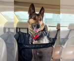 Small #4 German Shepherd Dog