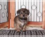 Small Photo #1 ShiChi Puppy For Sale in NAPLES, FL, USA