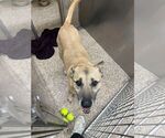 Small German Shepherd Dog Mix