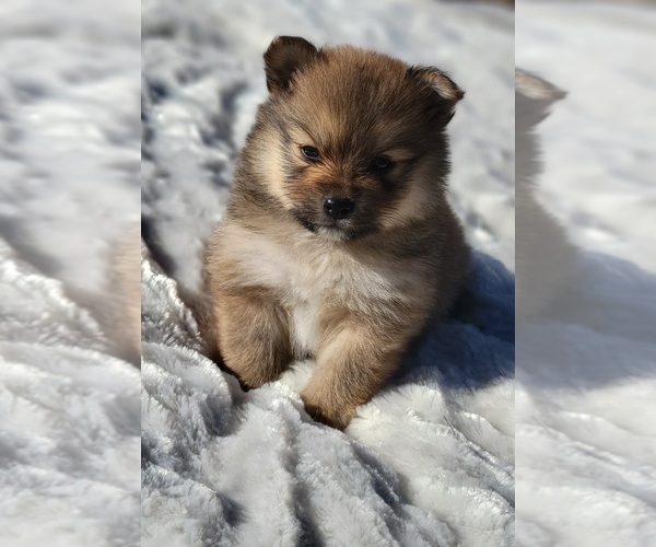 Medium Photo #1 Pomeranian Puppy For Sale in STATHAM, GA, USA