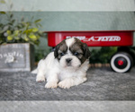 Small #1 Shih Tzu