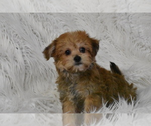 Yo-Chon Puppy for Sale in ELDORADO, Ohio USA