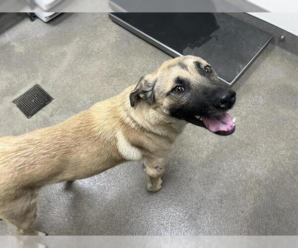 Medium Photo #1 German Shepherd Dog-Unknown Mix Puppy For Sale in HESPERIA, CA, USA