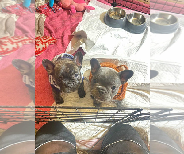 Medium Photo #7 French Bulldog Puppy For Sale in FAIRFIELD, CA, USA