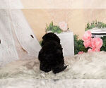Small Photo #16 Goldendoodle-Poodle (Miniature) Mix Puppy For Sale in WARSAW, IN, USA