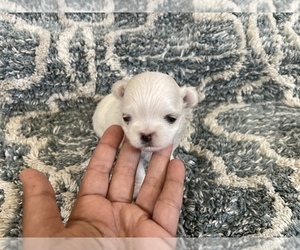 Maltese Puppy for sale in LOS ANGELES, CA, USA