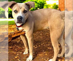 American Pit Bull Terrier-American Staffordshire Terrier Mix Dogs for adoption in Fallbrook, CA, USA