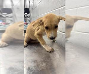 German Shepherd Dog-Unknown Mix Dogs for adoption in Corpus Christi, TX, USA