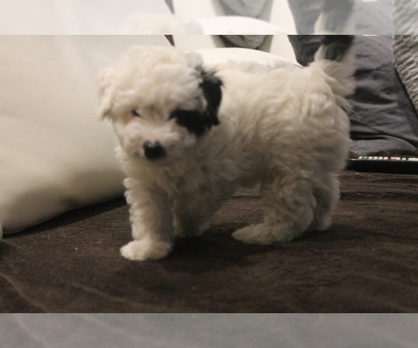 Medium Photo #1 Poodle (Miniature)-YorkiePoo Mix Puppy For Sale in PALMYRA, PA, USA