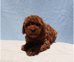 Small #5 Poodle (Toy)