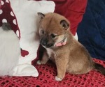 Puppy Puppy 3 Shiba Inu