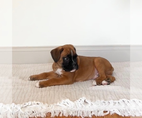 Medium Photo #1 Boxer Puppy For Sale in DENVER, PA, USA