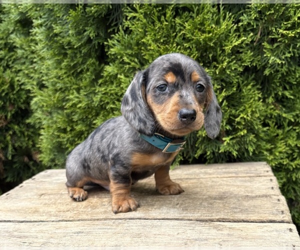 Medium Photo #1 Dachshund Puppy For Sale in MIDDLEBURY, IN, USA