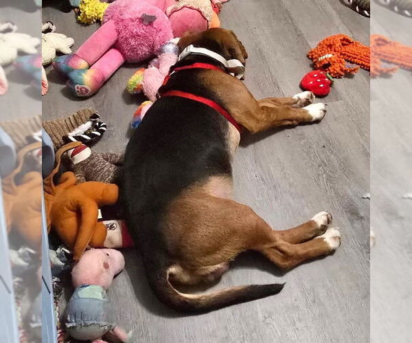 Medium Photo #5 Beagle Puppy For Sale in Dunnellon, FL, USA