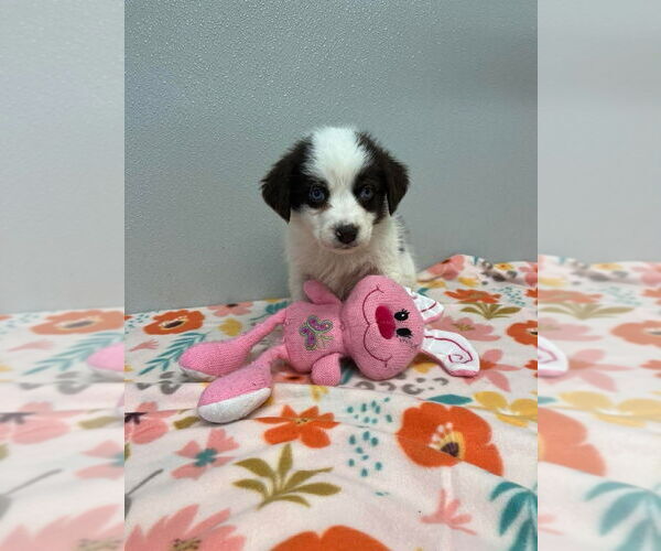 Medium Photo #3 Siberian Husky-Unknown Mix Puppy For Sale in Osgood, IN, USA