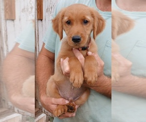 Golden Retriever Puppy for sale in MOUNT SOLON, VA, USA