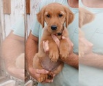Small Golden Retriever