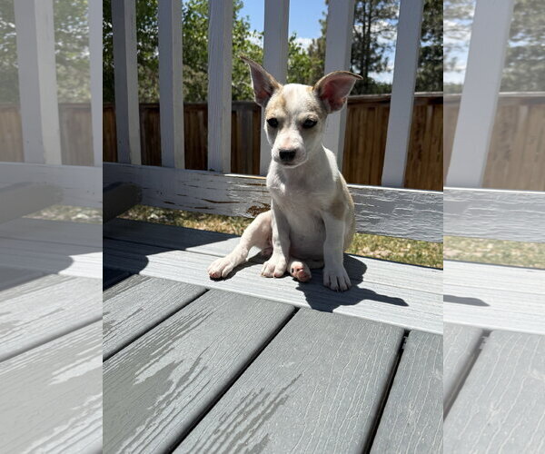 Medium Photo #3 Rat Terrier-Unknown Mix Puppy For Sale in Littleton, CO, USA