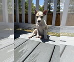 Small #2 Rat Terrier Mix