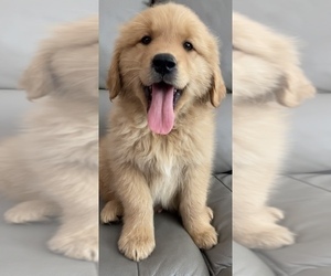 Golden Retriever Puppy for sale in SANTA ANA, CA, USA