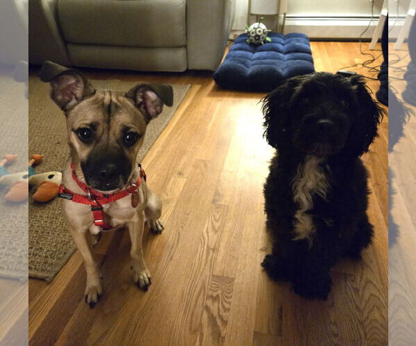 Medium Photo #6 Pug-Unknown Mix Puppy For Sale in Wakefield, RI, USA