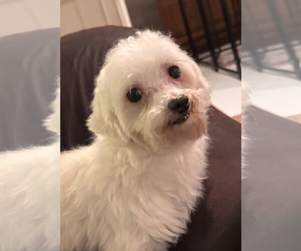 Medium Photo #3 Maltese Puppy For Sale in Pottstown, PA, USA