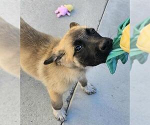 Great Pyrenees-Unknown Mix Dogs for adoption in Santa Cruz, CA, USA