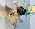Small Great Pyrenees Mix