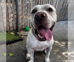 American Pit Bull Terrier Dogs for adoption in Alameda, CA, USA